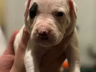 Mixed Breed dogs Bull cross staffy pups - Advert 14