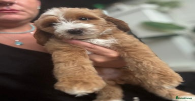 Australian Labradoodle dogs in Corby - Advert 12