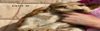 Cocker Spaniel 4
