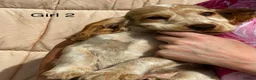 Cocker Spaniel dogs for sale: KC registered show type cocker spaniels Ready now  - Advert 28