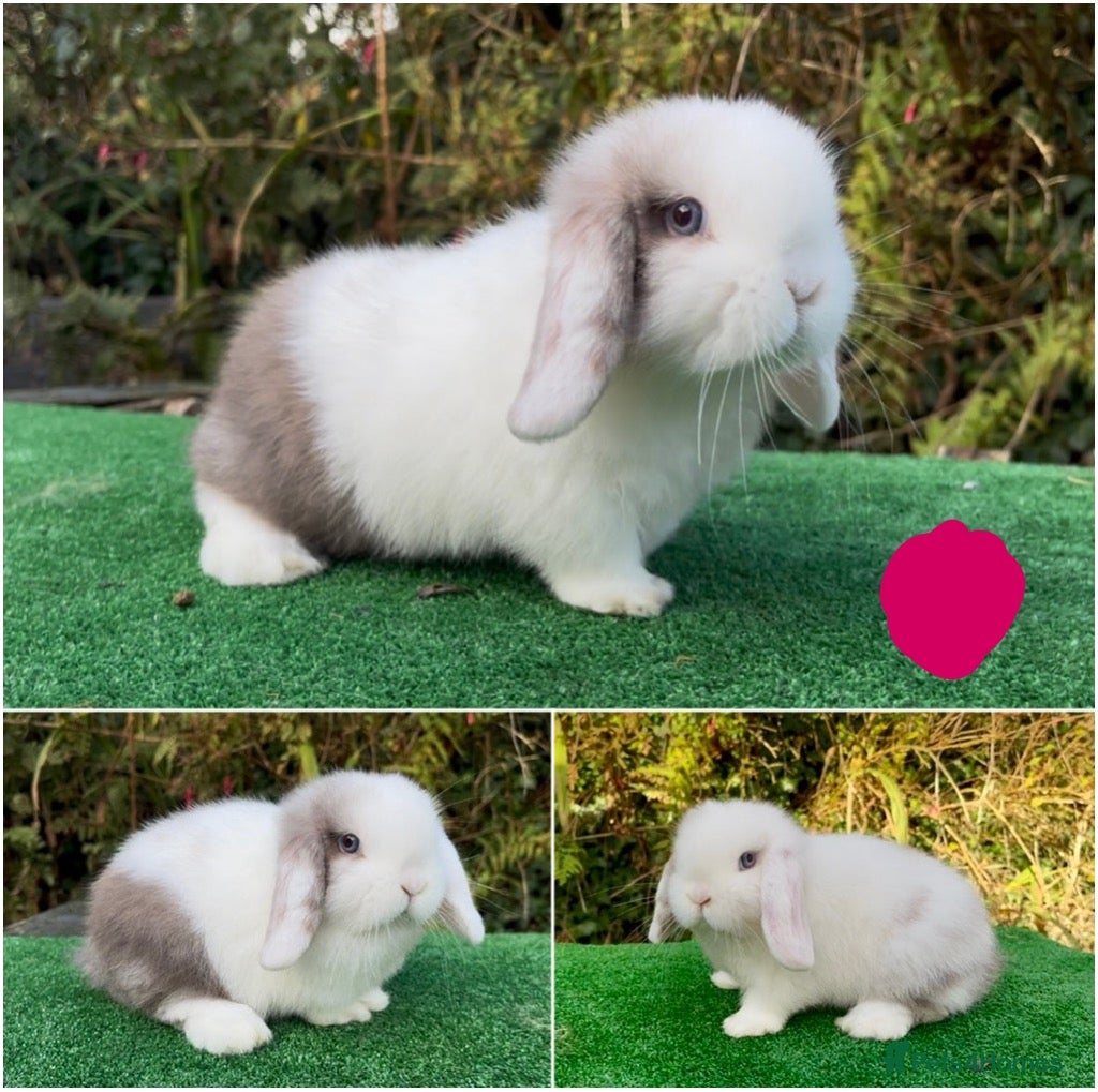 Mini Lop rabbits Baby mini lops ready now - Advert 1