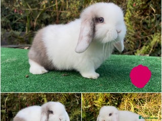 Mini Lop rabbits Baby mini lops ready now - Advert 5