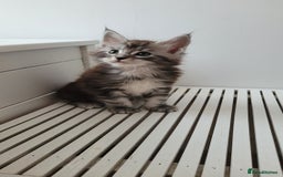 Maine Coon cats for sale: Tica registered maine coon kittens  - Image 21