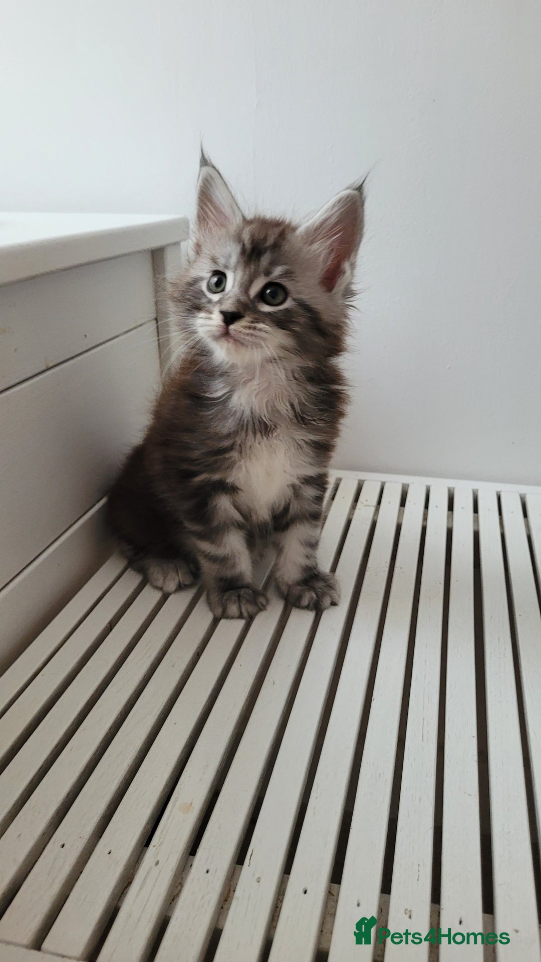 Maine Coon cats for sale: Tica registered maine coon kittens  - Image 21