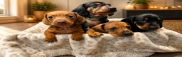 Dachshund dogs for sale: Dachshund puppies - Advert 15