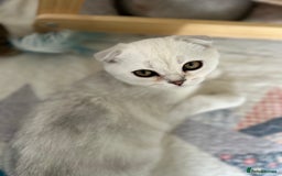 Scottish Fold cats for sale: Beautiful Scottish fold baby’s  in Reading - Image 10