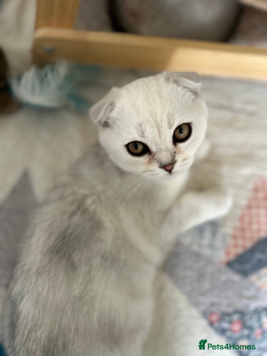 Scottish Fold cats for sale: Beautiful Scottish fold baby’s  in Reading - Image 10