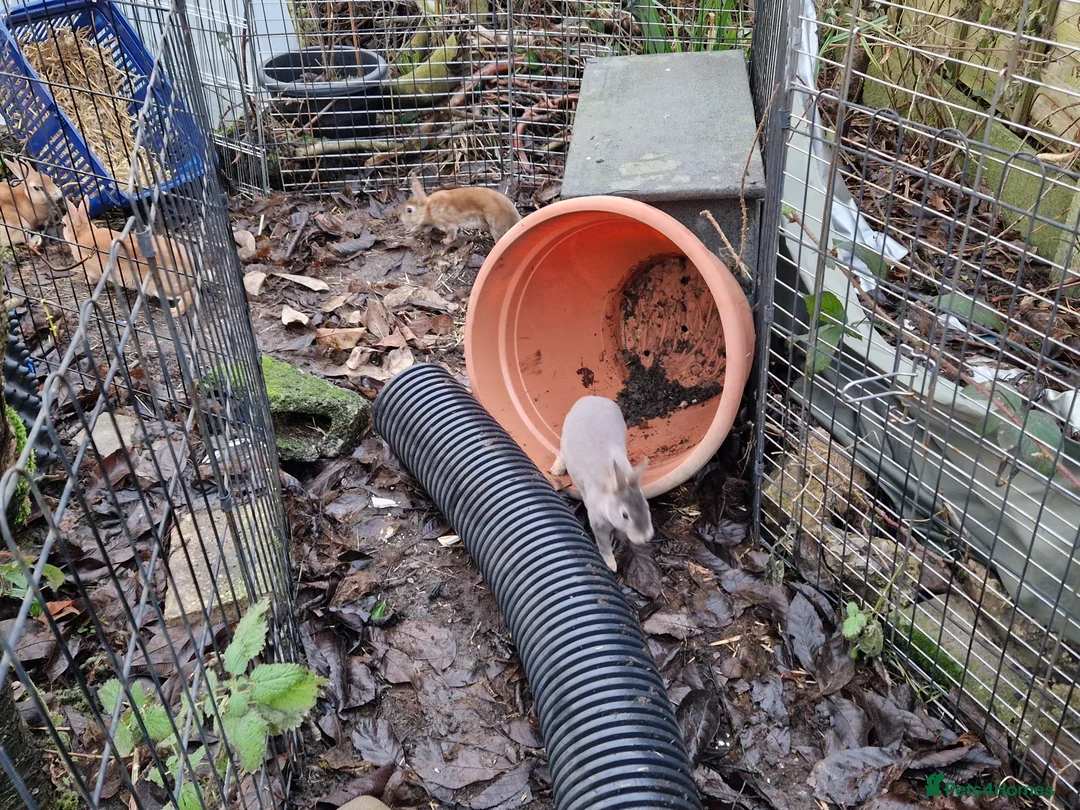 Rex rabbits for sale: Purebred, cute, friendly mini rex babies- m and f - Advert 11