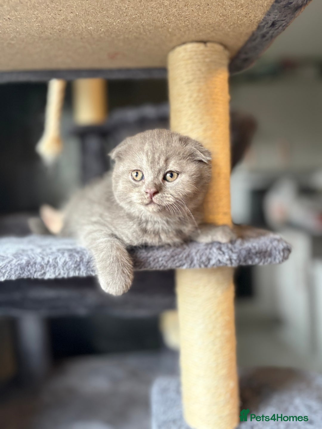 Scottish Fold cats for sale: Last Scottish Fold left - Advert 2