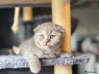 Scottish Fold cats Last Scottish Fold left - Advert 4