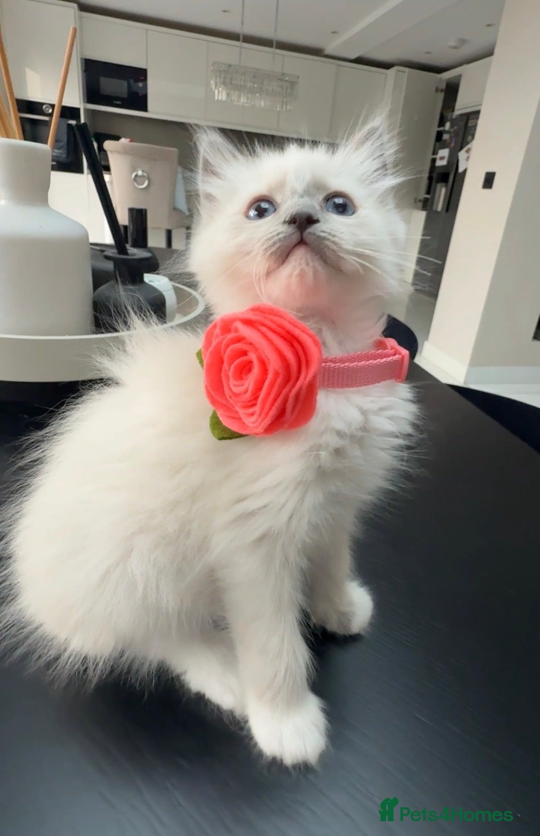 Ragdoll cats Ragdoll kittens GCCF registered  - Advert 2