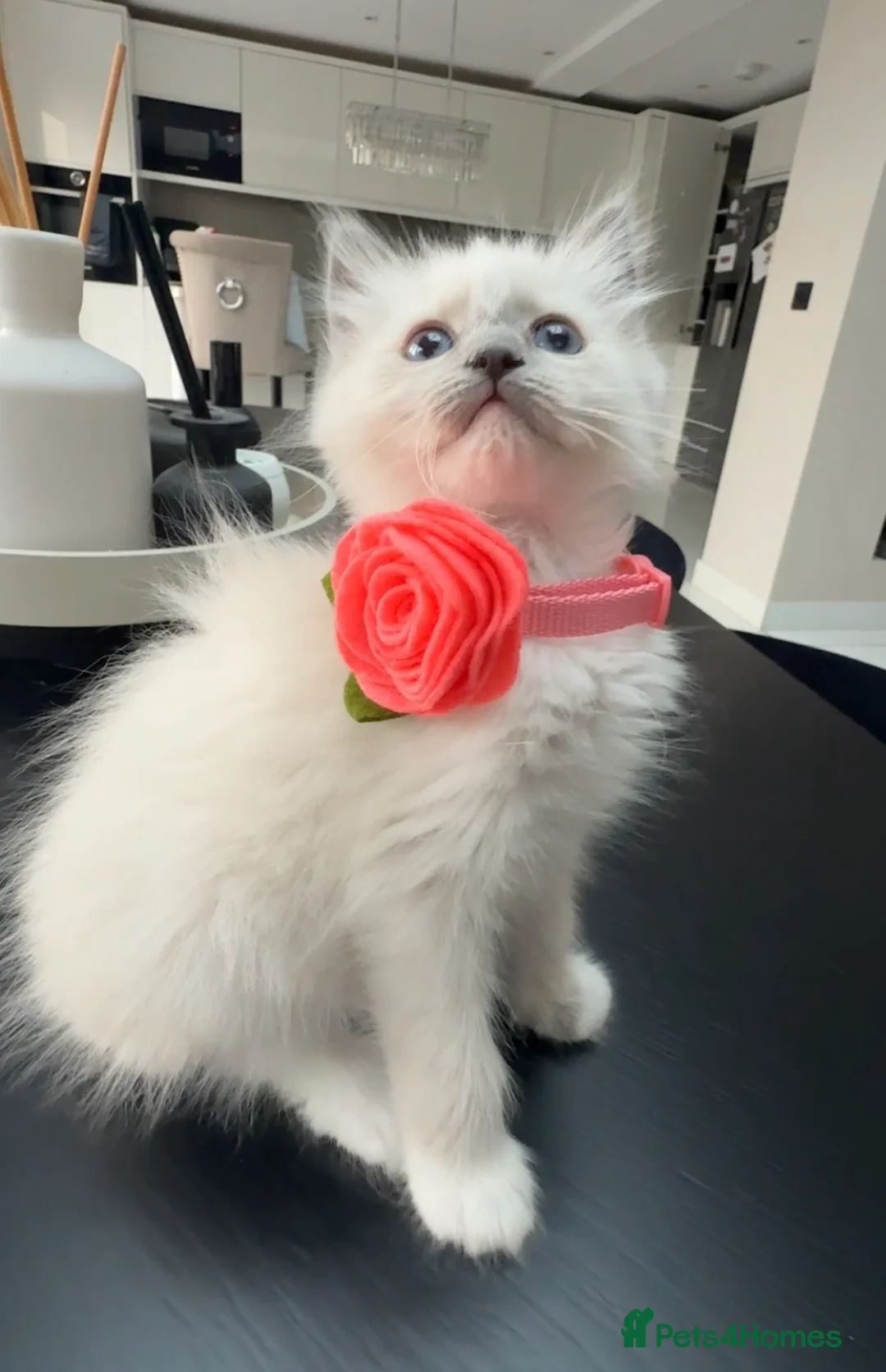Ragdoll cats for sale: Ragdoll kittens GCCF registered  - Advert 1