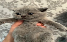 British Shorthair cats for sale: Stunning British shorthair kittens - Image 7