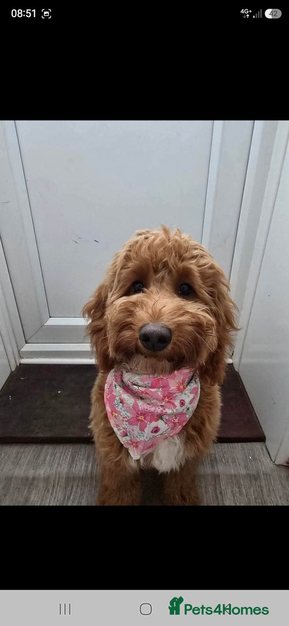 Cockapoo dogs Female cockapoo - Advert 18
