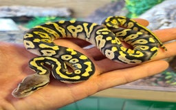 Python Snake reptiles for sale: Mystery Snake (Royal Pyhron, see description)  - Image 1