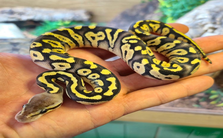 Python Snake reptiles - Advert 1