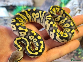 Python Snake reptiles - Advert 1