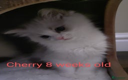 Ragdoll cats for sale: GCCF pedigree ragdoll kittens for sale £850 -£1100 - Image 8