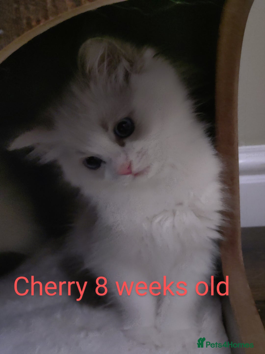 Ragdoll cats for sale: GCCF pedigree ragdoll kittens for sale £850 -£1100 - Image 8
