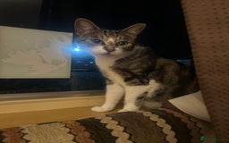 British Shorthair cats for sale: 2 males, 2 females  - Image 1