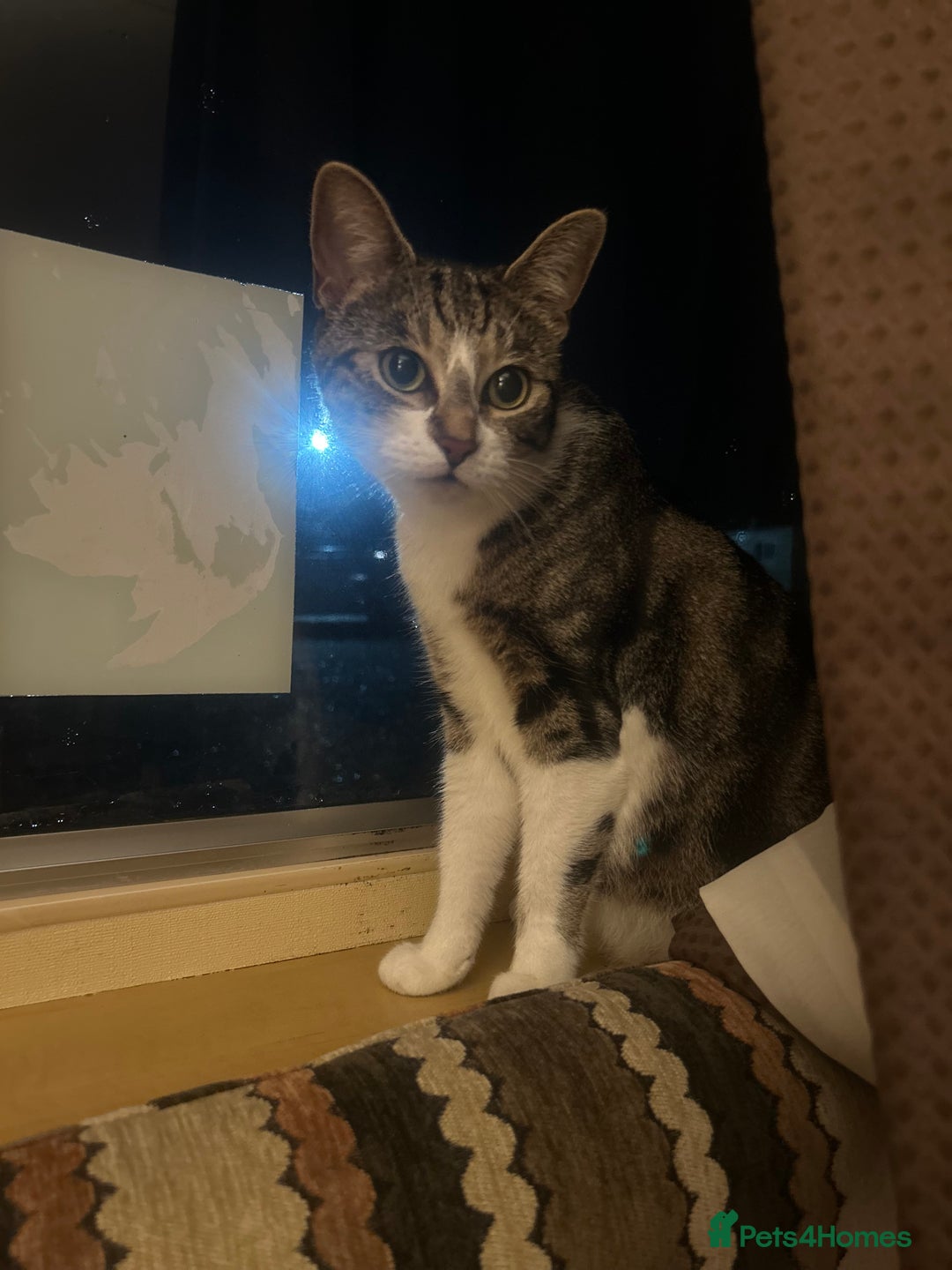 British Shorthair cats for sale: 2 males, 2 females  - Image 1