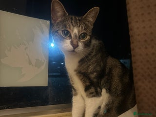 British Shorthair cats for sale - Advert 1