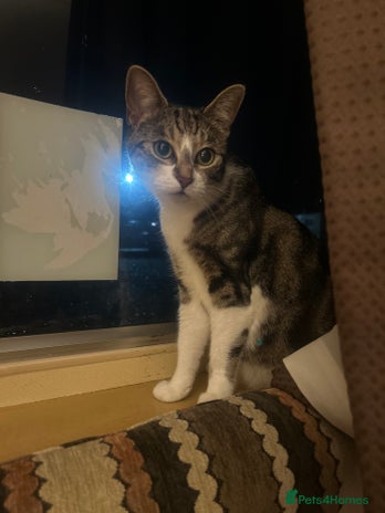 British Shorthair cats - Advert 1