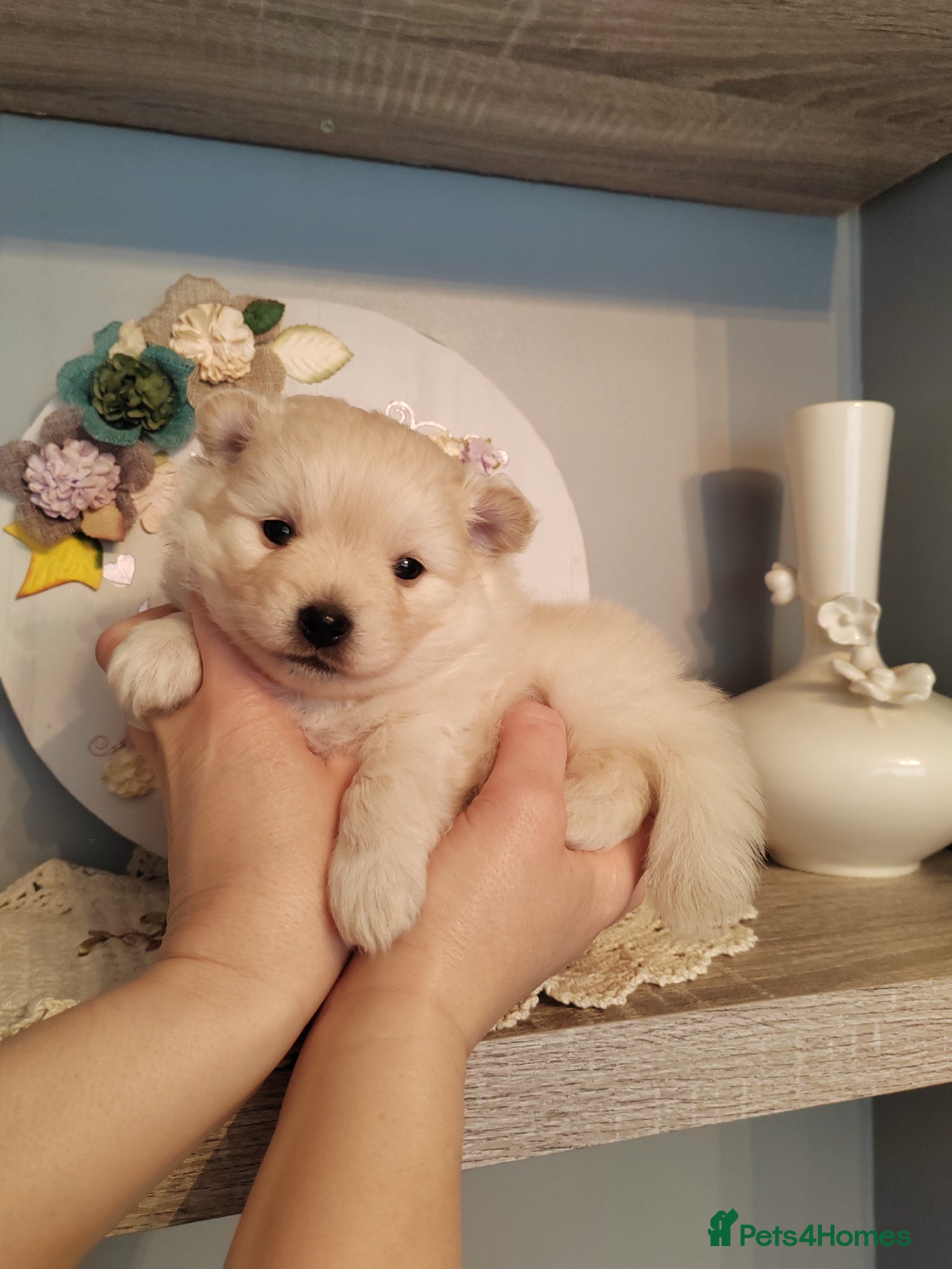 Pomeranian dogs Two Gorgeous Pomeranian Girls for SALE - Advert 1