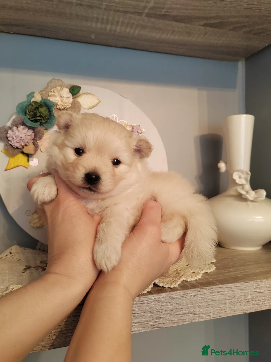 Pomeranian dogs for sale: Two Gorgeous Pomeranian Girls for SALE in Manchester - Advert 1