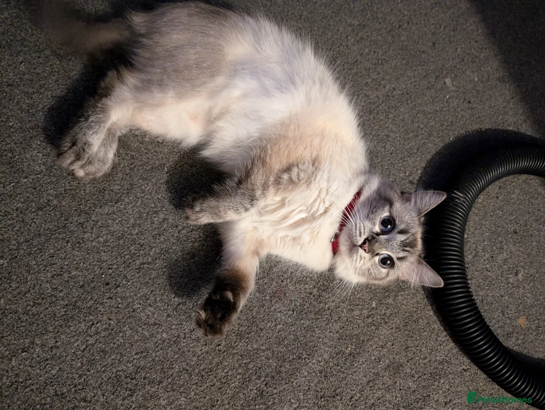 Ragdoll cats for sale: Male and female ragdolls - Advert 2