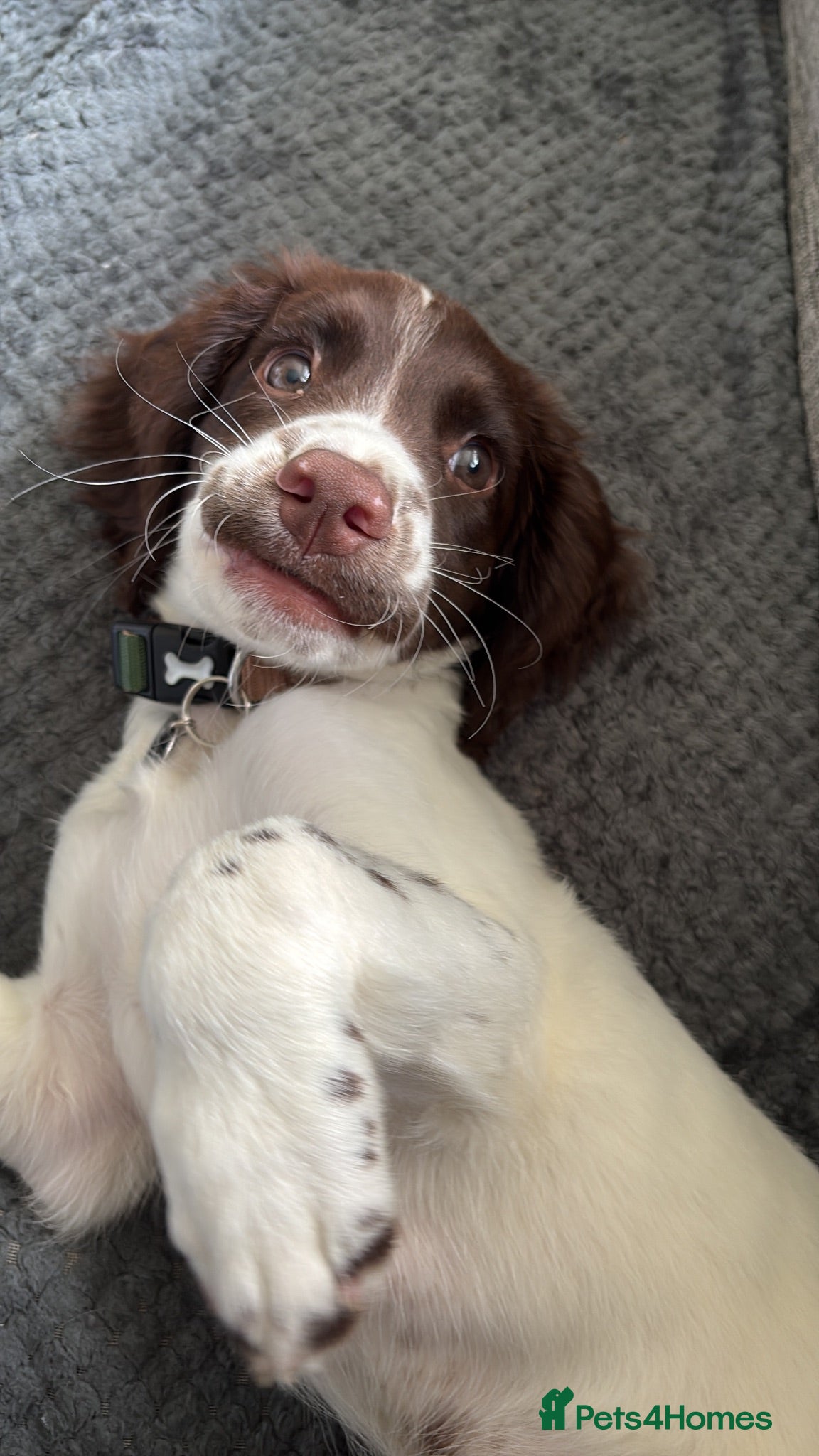 English Springer Spaniel dogs Springer spaniel pup  - Advert 1