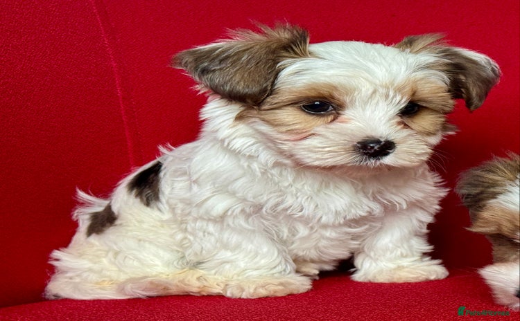 Yorkshire Terrier dogs - Advert 2