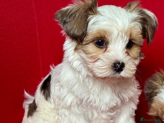 Yorkshire Terrier dogs - Advert 2