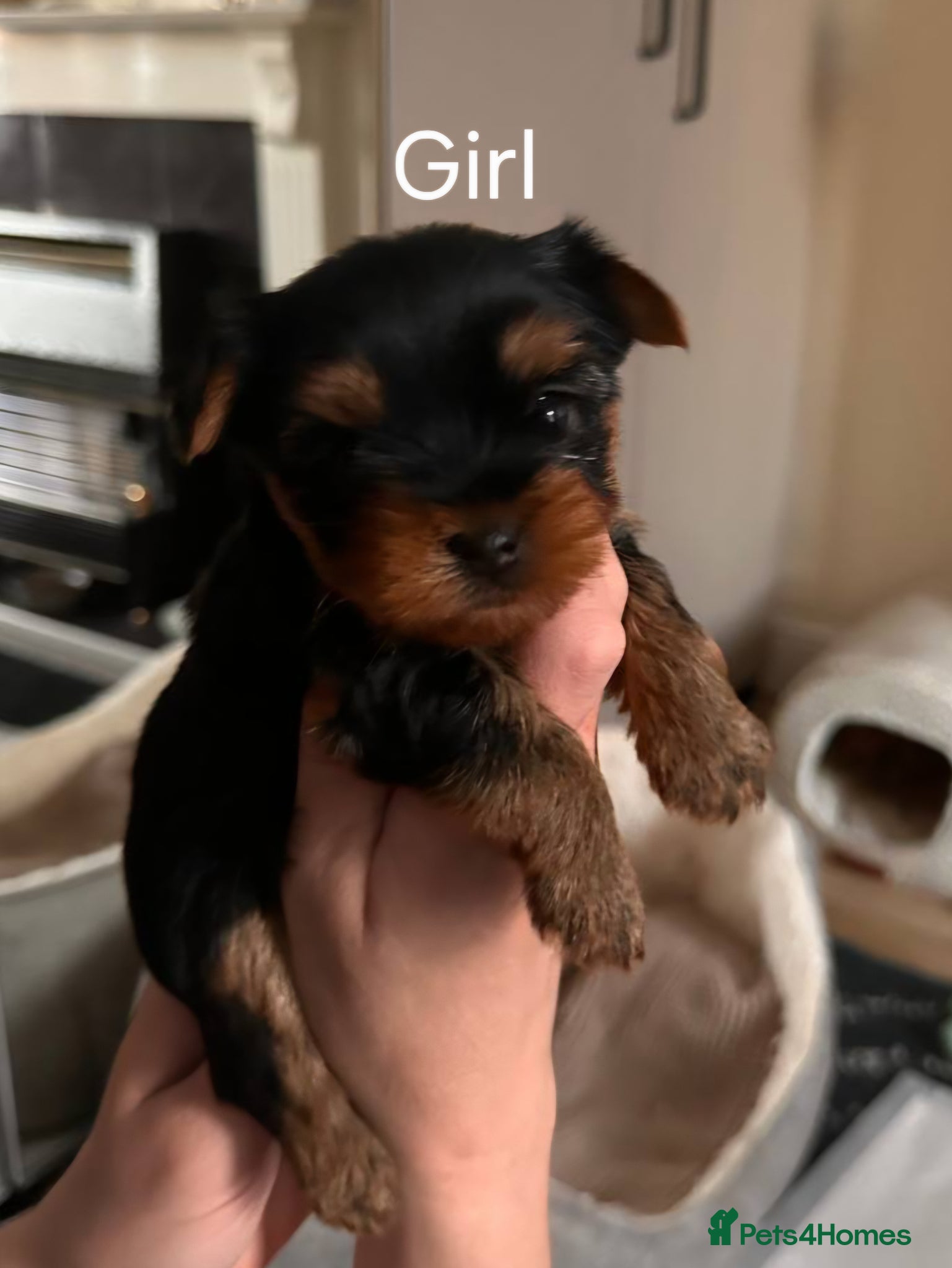 Yorkshire Terrier dogs for sale:  KC Registered Yorkshire Terrier Puppies  - Advert 8