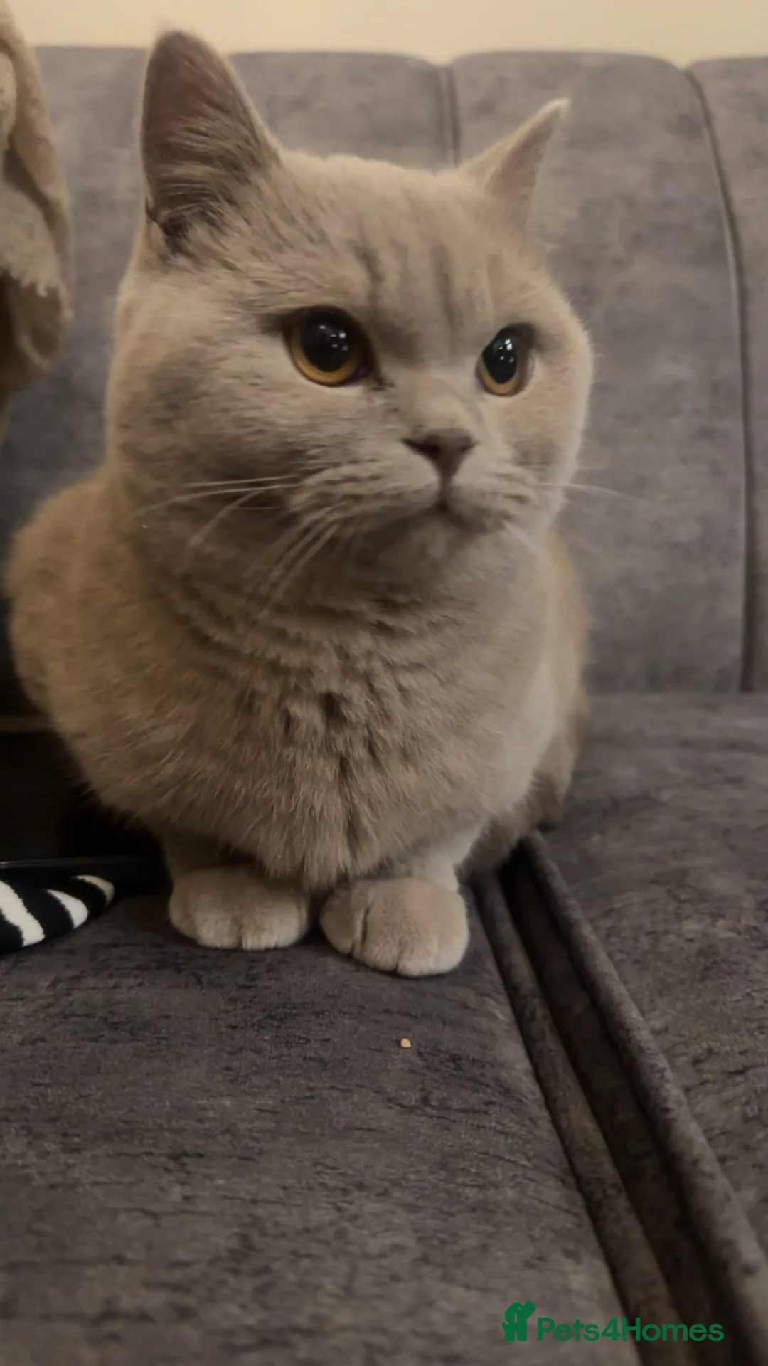 British Shorthair cats for sale: creme/beige male kitten forsale in Keighley - Advert 4