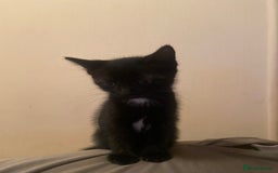 Mixed Breed cats for sale: Ginger and black kitten  - Image 5