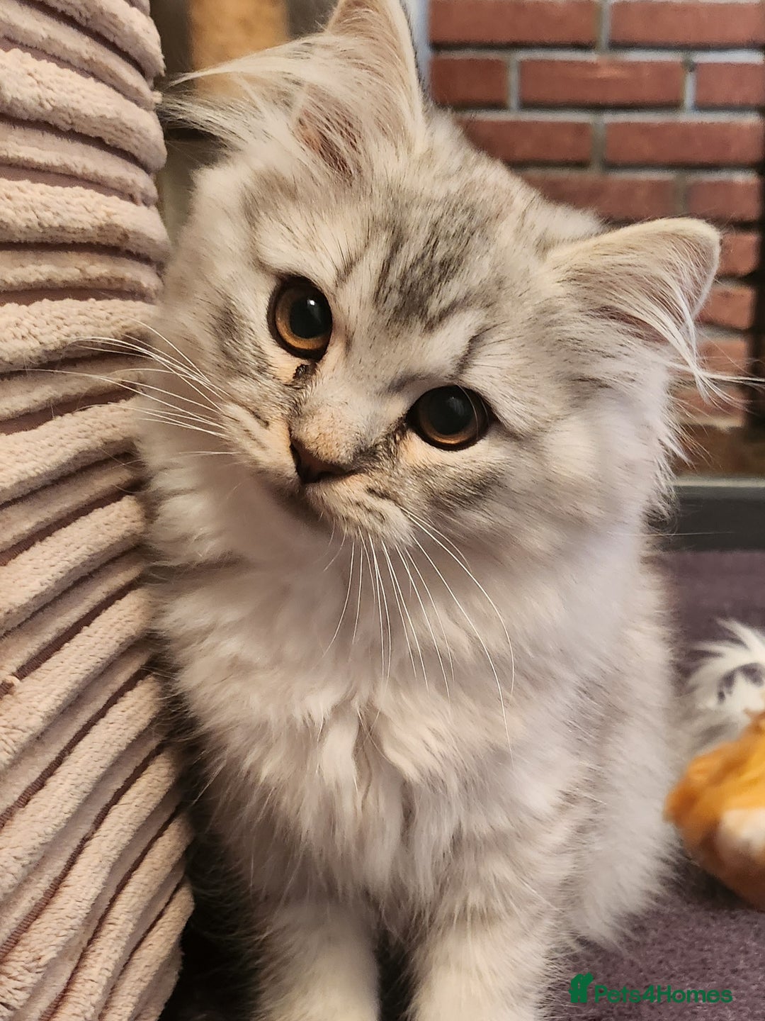 British Longhair cats for sale: Silver shaded soft british longhair male - Image 5