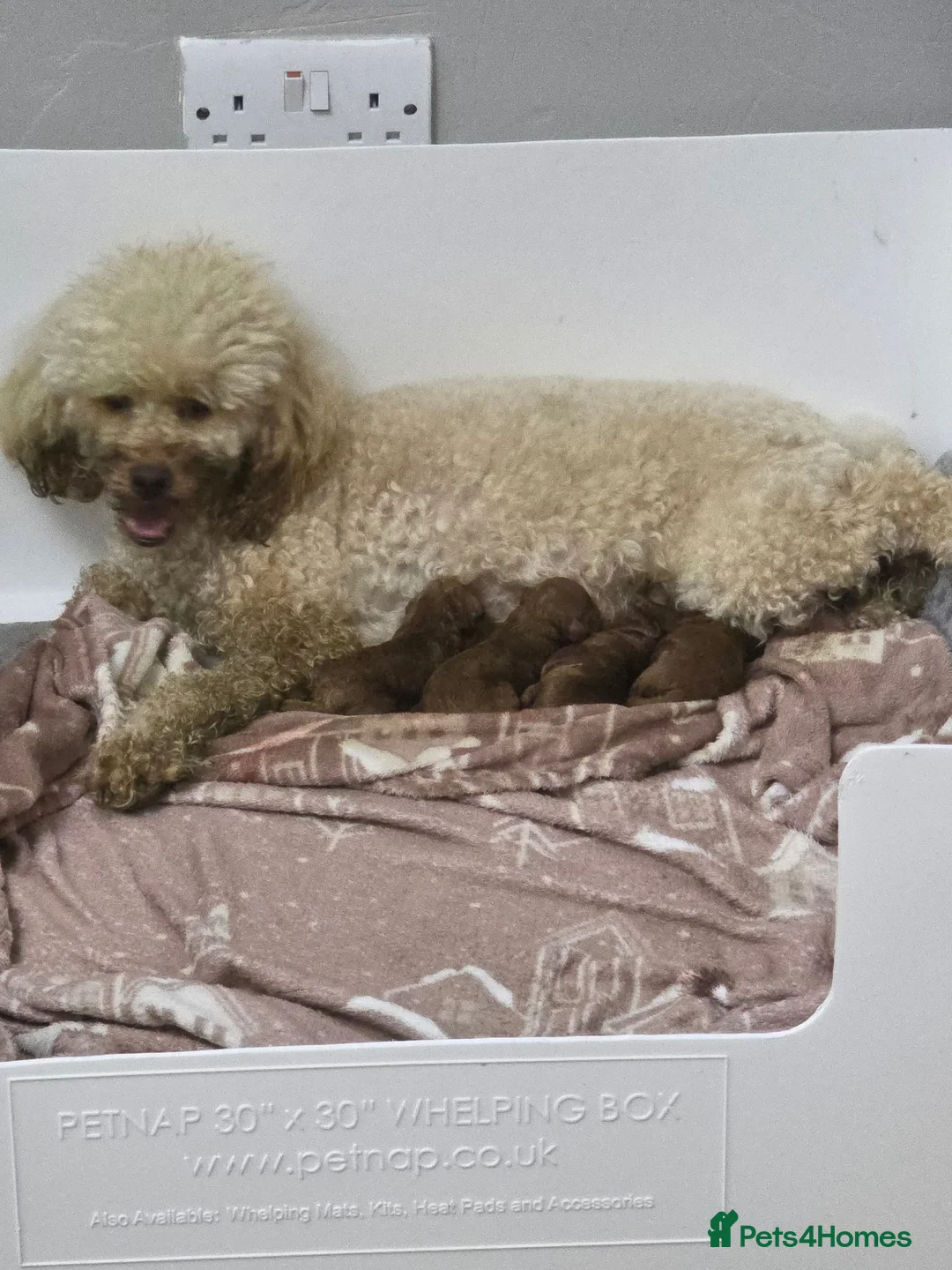 Toy Poodle dogs for sale: Look at our lovely litter of Toy Poodles  - Advert 8