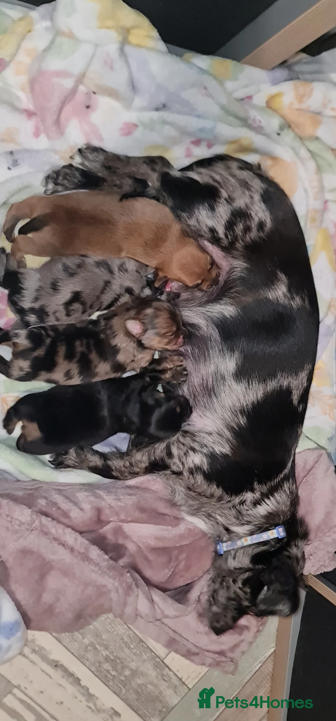 Mixed Breed dogs for sale: Dachshund pomchi puppys  in Blackpool - Advert 1