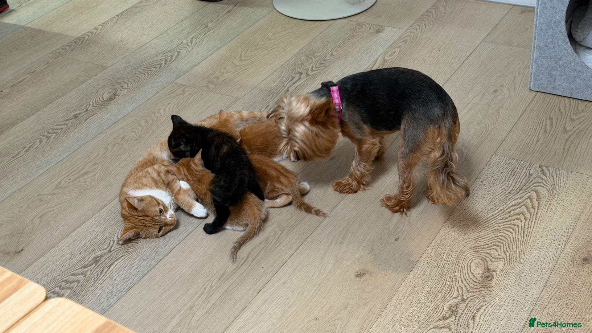 Domestic Shorthair cats  Gorgeous Ginger & White Male Kitten  - Advert 1