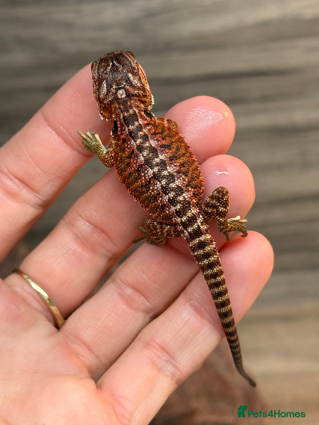 Bearded Dragon reptiles for sale: Insane Red Monster Bearded Dragon - Image 2