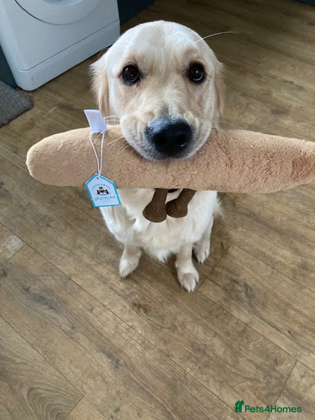 Golden Retriever dogs for sale: Millie - Advert 1