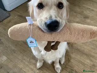 Golden Retriever dogs Millie - Advert 1