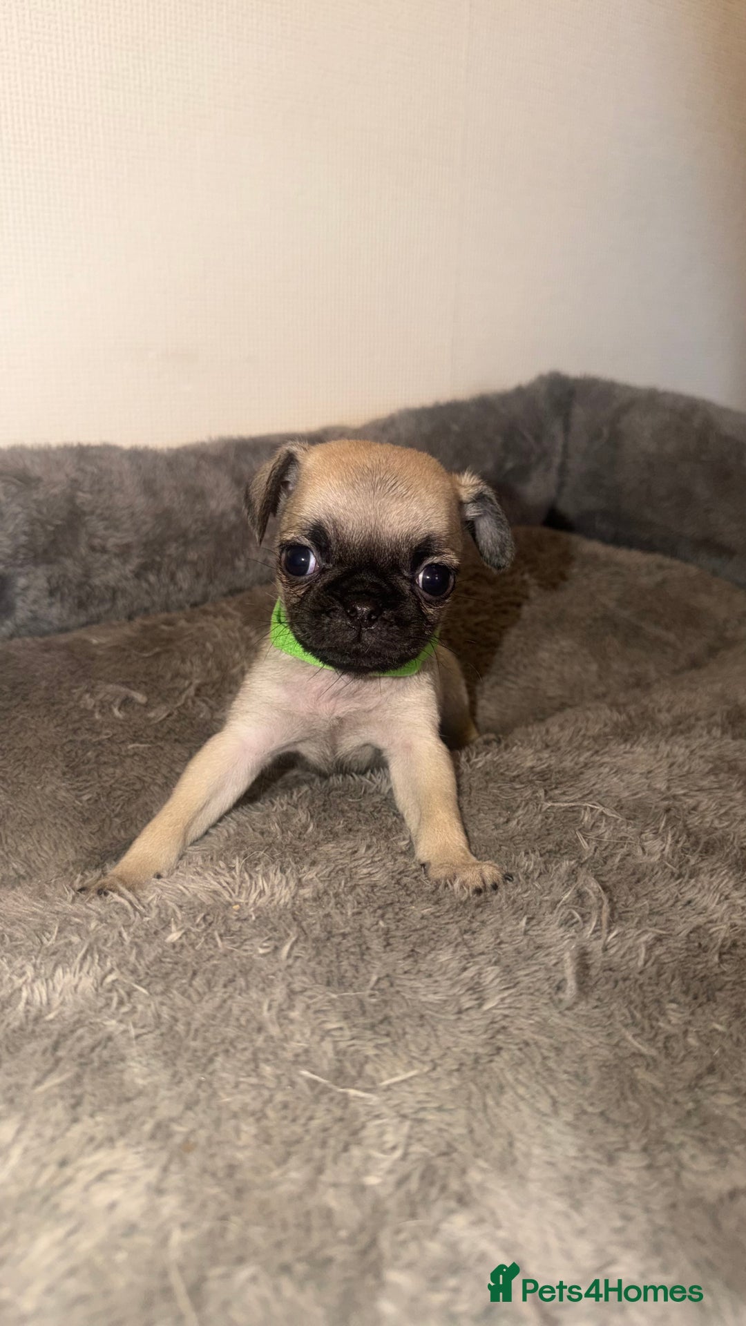Pug dogs for sale: Beautiful Litter of 6 Pug Puppies, Rare Colours  - Advert 7
