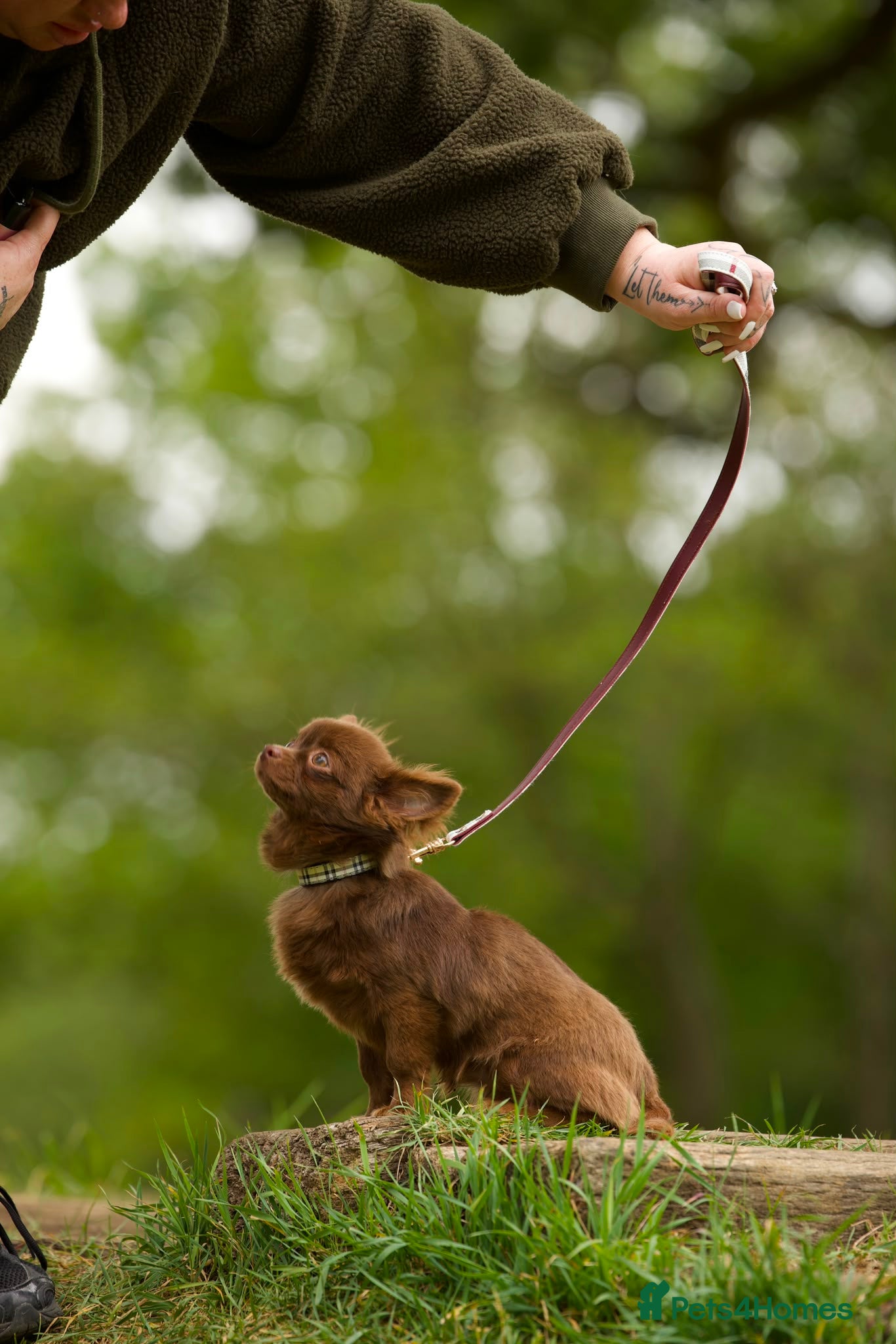 Chihuahua dogs Longhair solid chocolate boy  - Advert 1