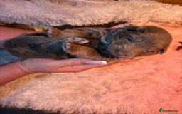 German Shepherd dogs for sale: Working KC GSD German shepherd puppies  - Image 30