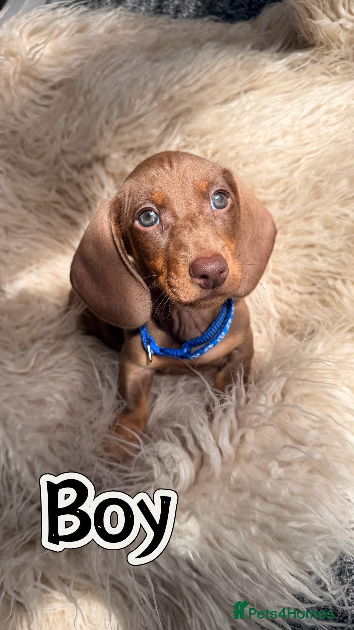 Miniature Dachshund dogs KC registered miniature dachshund  - Advert 4