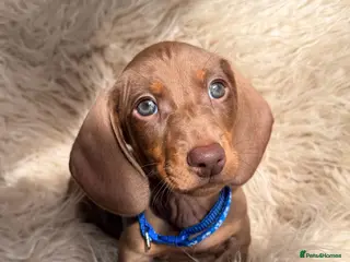 Miniature Dachshund dogs KC registered miniature dachshund - Advert 4