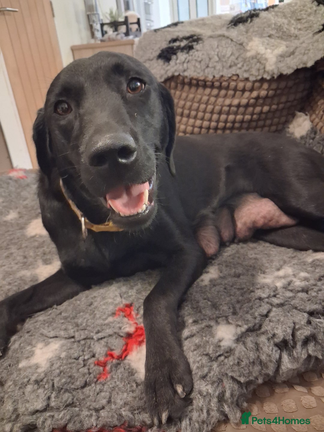 Labrador Retriever dogs for sale: ***chocolate labrador puppy*** - Advert 8