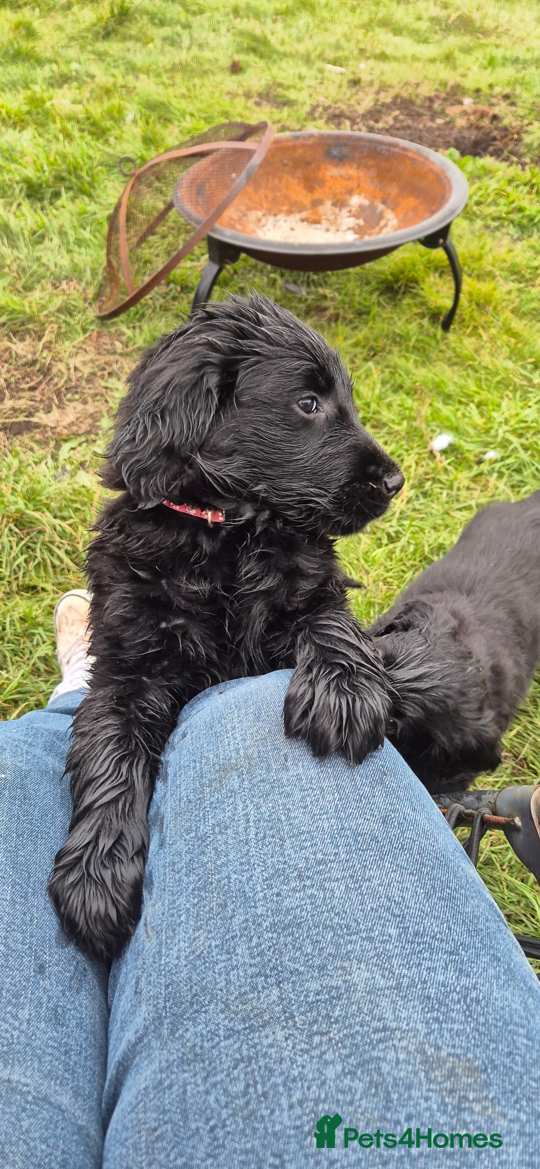 Flat coated Retriever dogs for sale: Flat coat retriever  - Image 2